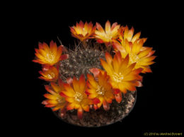 Rebutia margarethae J161 2319